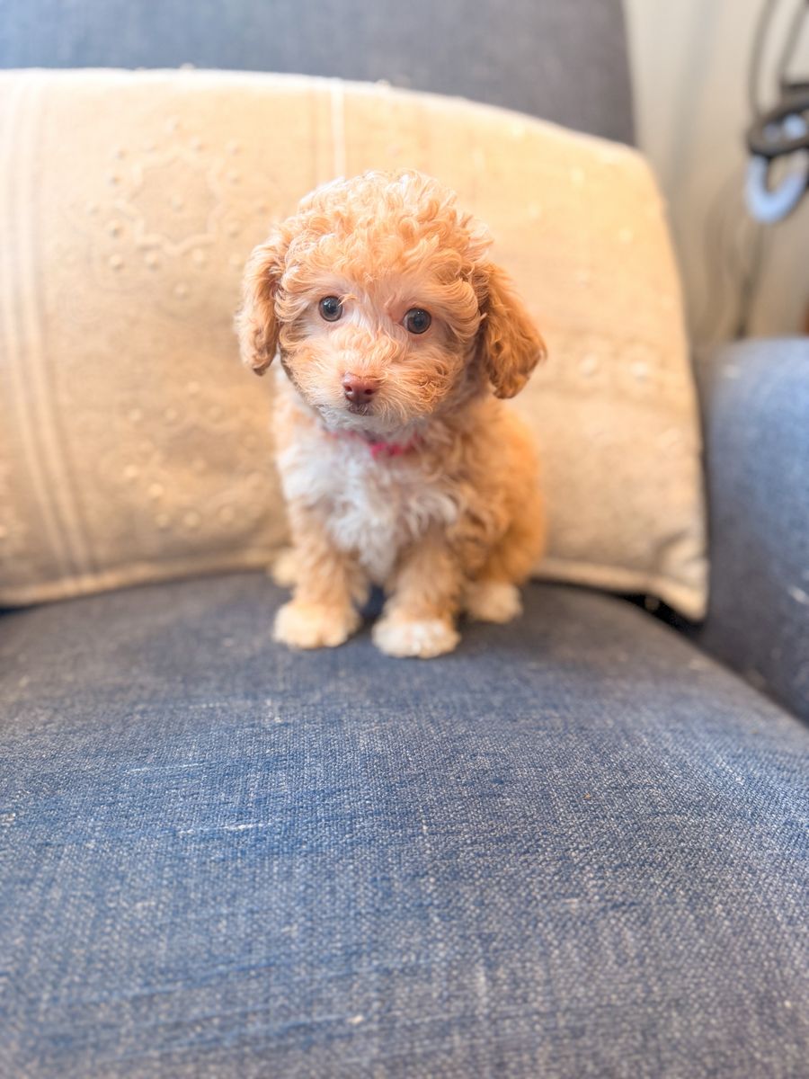 Toy poodle 5-7lbs