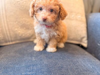 Toy poodle 5-7lbs