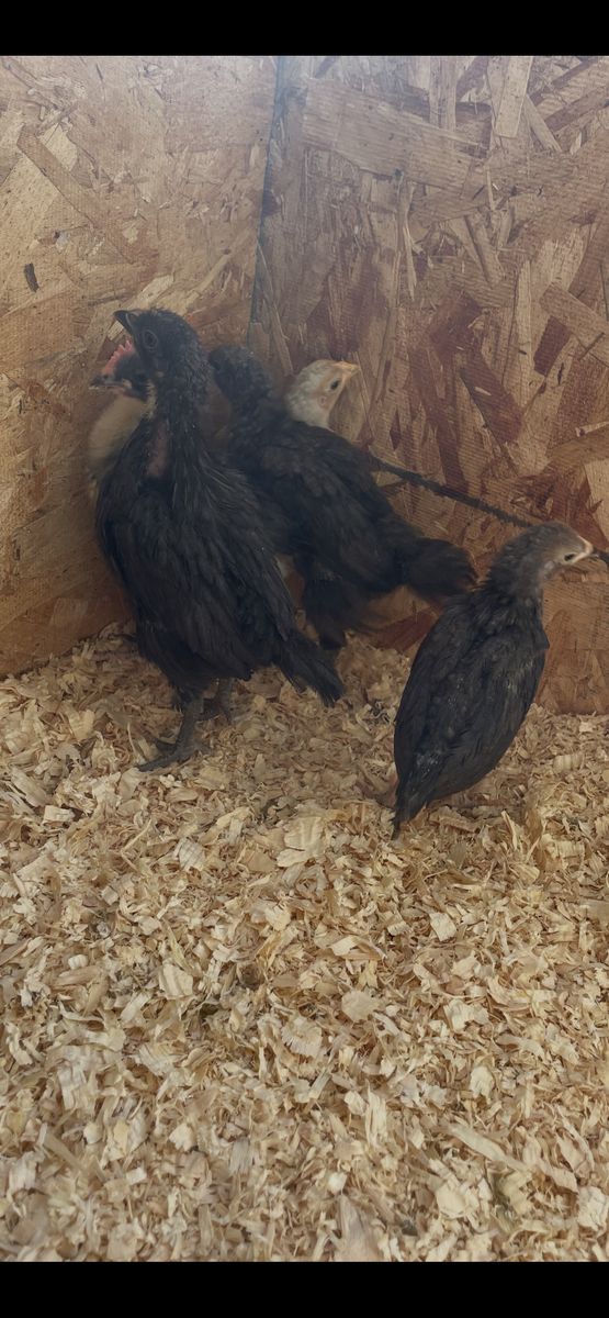 4 Week Old Olive Eggers Pullets
