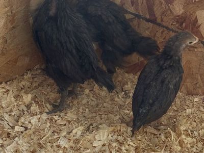 4 Week Old Olive Eggers Pullets