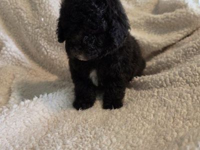 AKC TOY POODLES