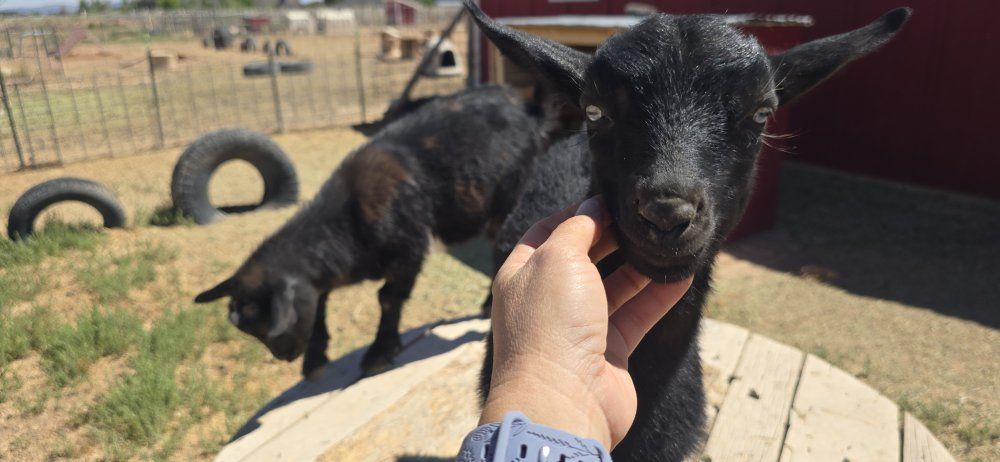 Heavily moonspotted ADGA registerable Nigerian dwarf goat bucklings
