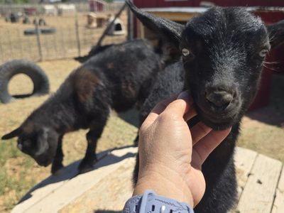 Heavily moonspotted ADGA registerable Nigerian dwarf goat bucklings