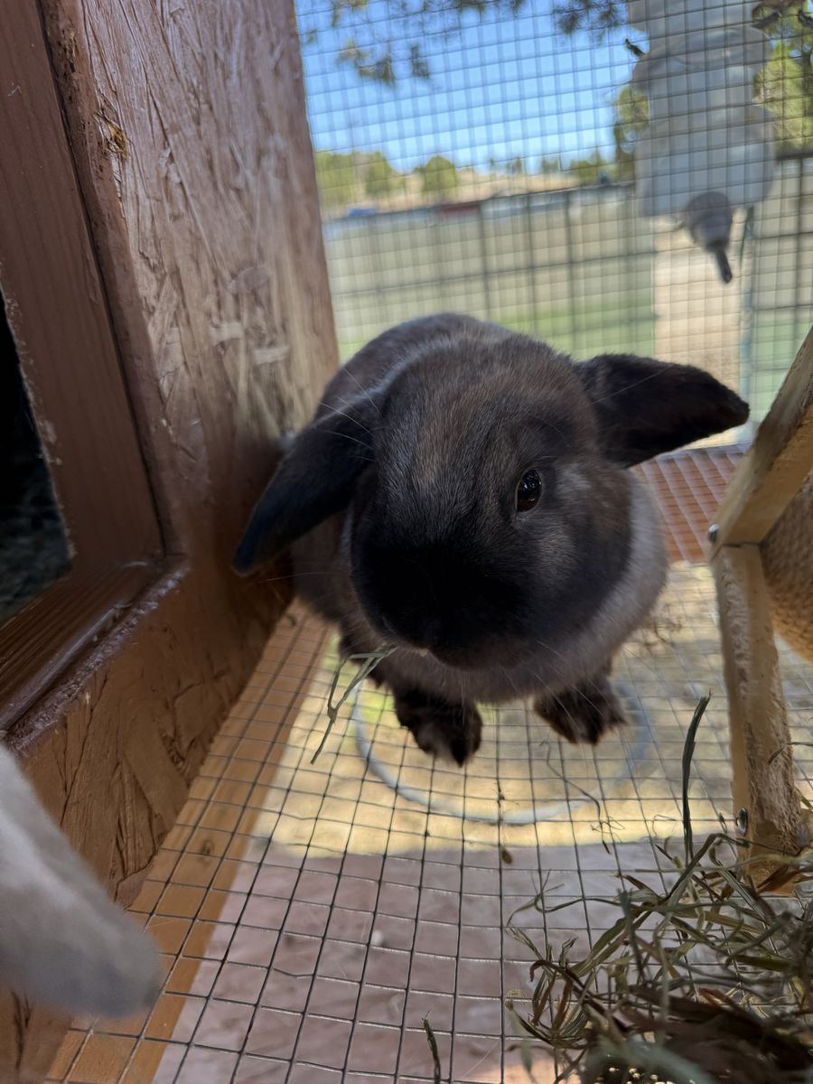 Holland Lop bunnies