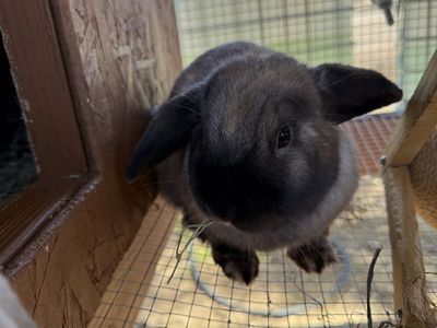 Holland Lop bunnies