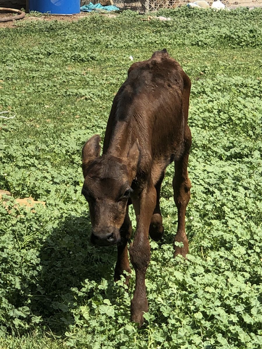 Bottle Calves