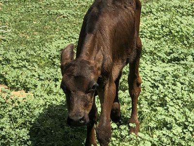 Bottle Calves