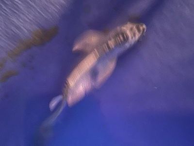 Butterfly koi 5”-6” and 7”-8”