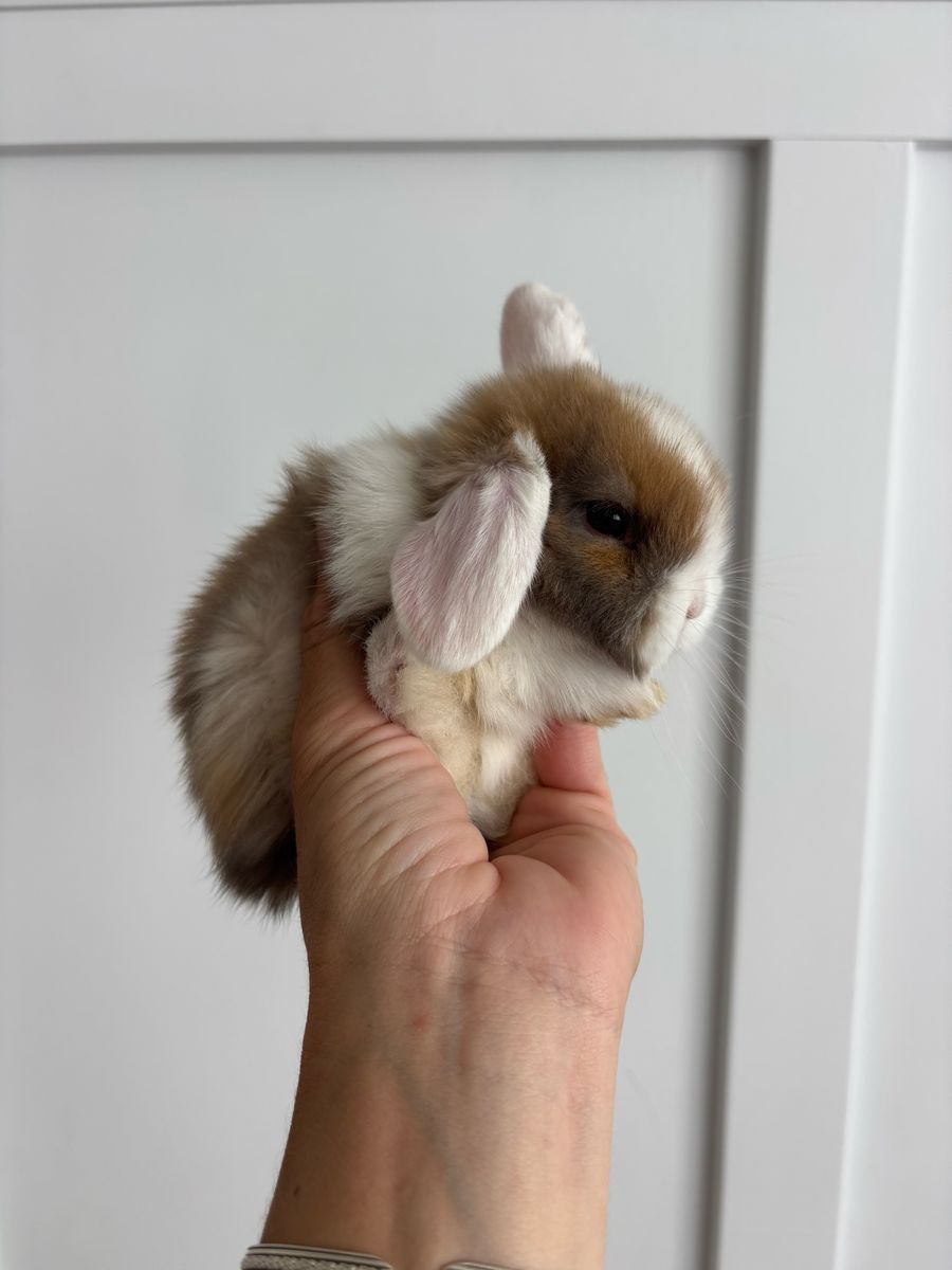 Holland lop buck