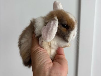 Holland lop buck