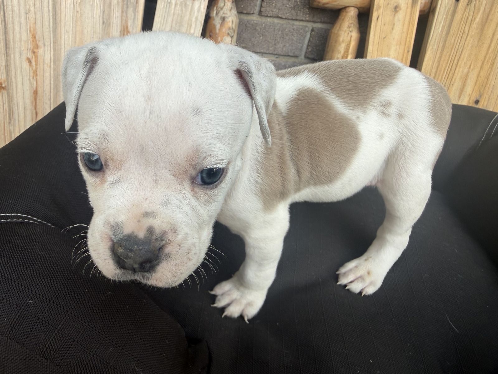 PuppIes