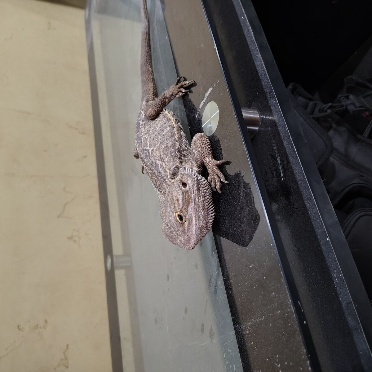 Bearded Dragons (bonded pair)