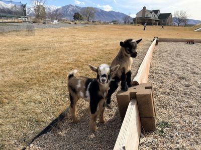 Nigerian Dwarf Goats
