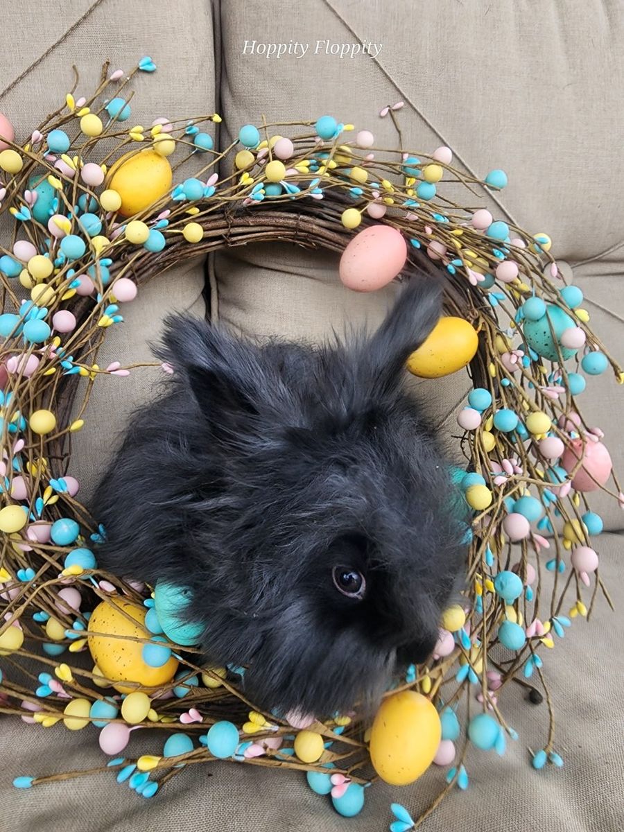 Black English Angora Doe