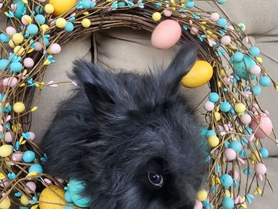 Black English Angora Doe