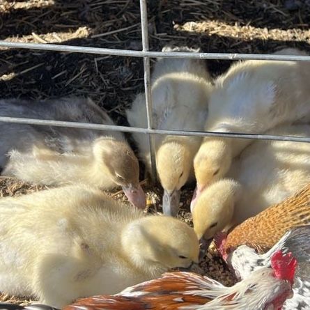 Muscovy Ducklings