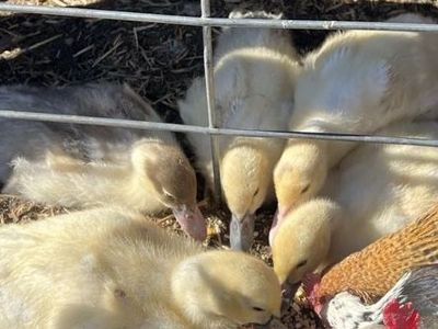 Muscovy Ducklings