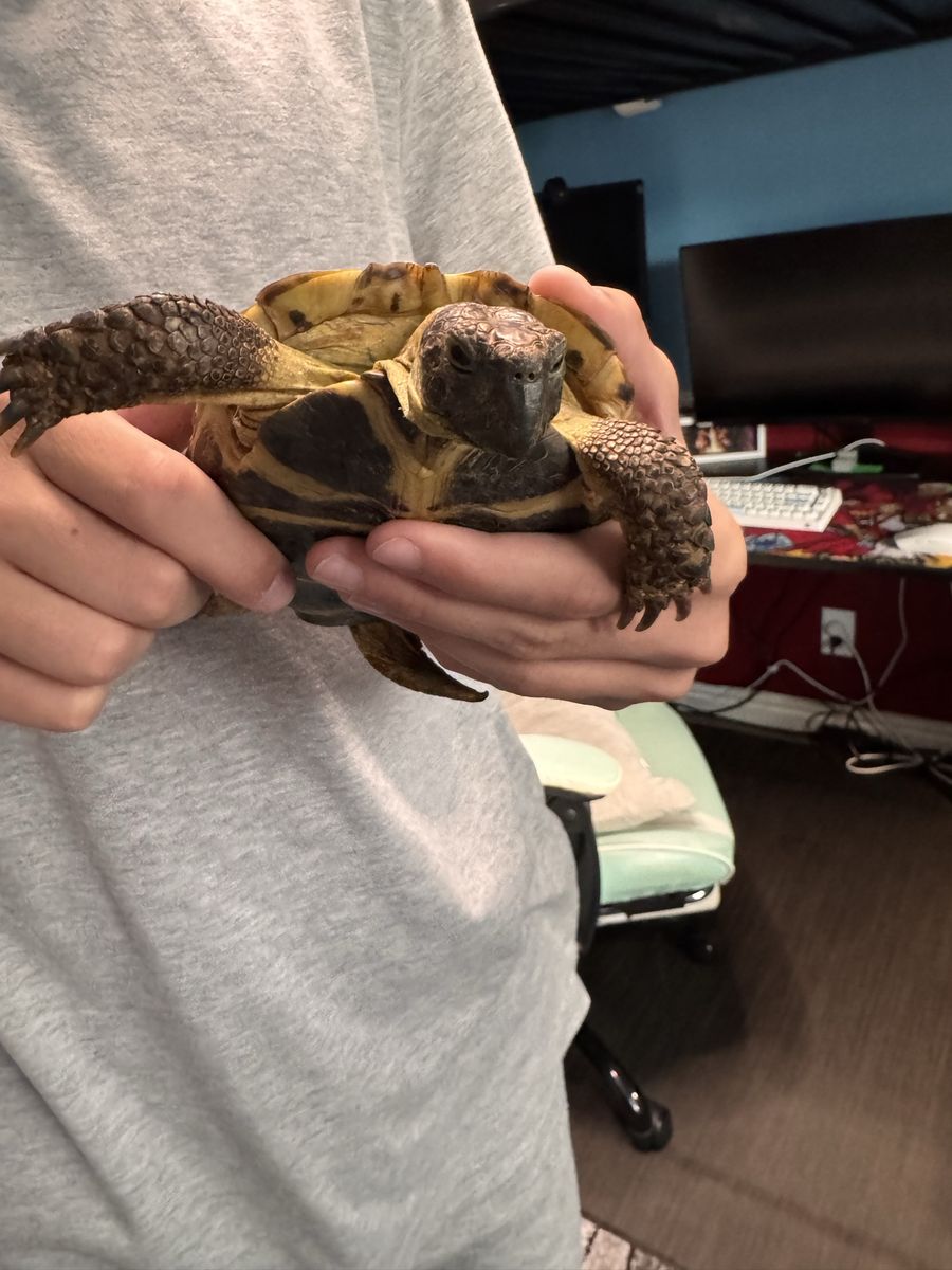Approx. 13-Year-Old Russian Tortoise with Cage & Water Dish (Optional Stand)