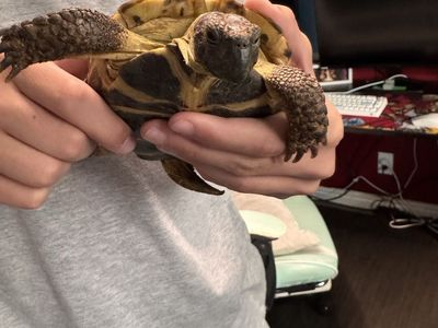 Approx. 13-Year-Old Russian Tortoise with Cage & Water Dish (Optional Stand)