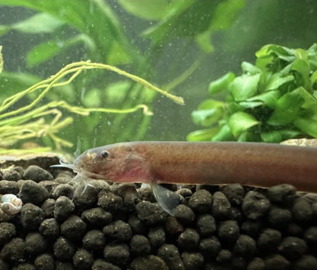 3 black kuhli loaches