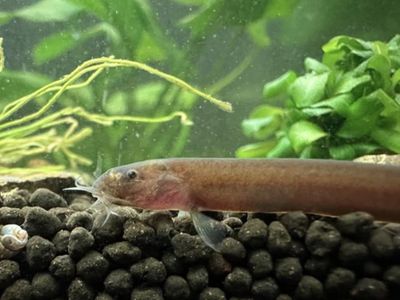 3 black kuhli loaches