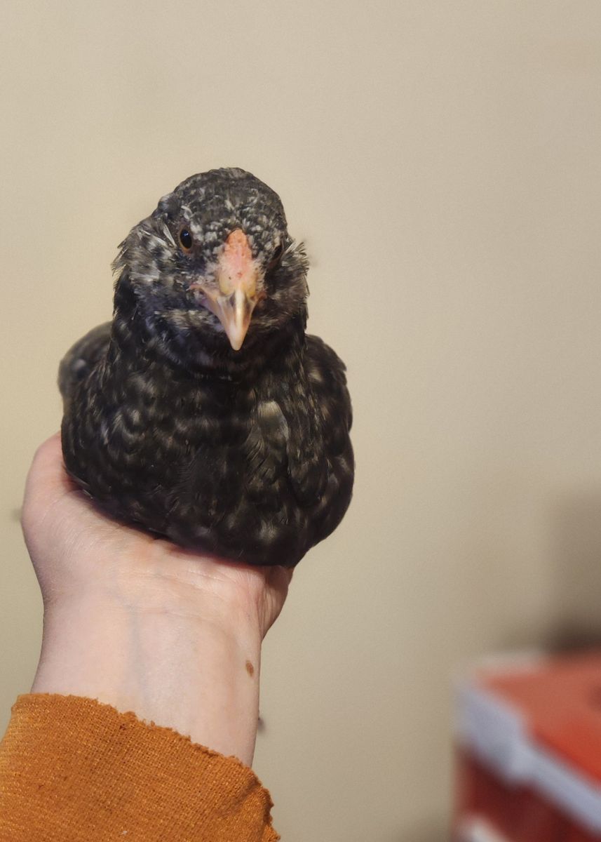 Variety of breeds, 7 week old chickens Ermenitte, Zombie, Deathlayer