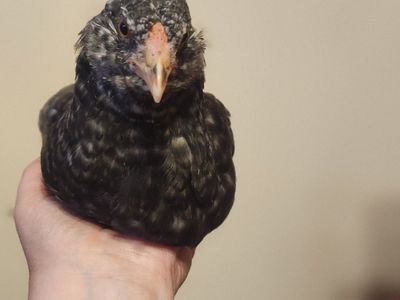 Variety of breeds, 7 week old chickens Ermenitte, Zombie, Deathlayer