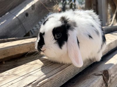 Male Baby Holland Lop