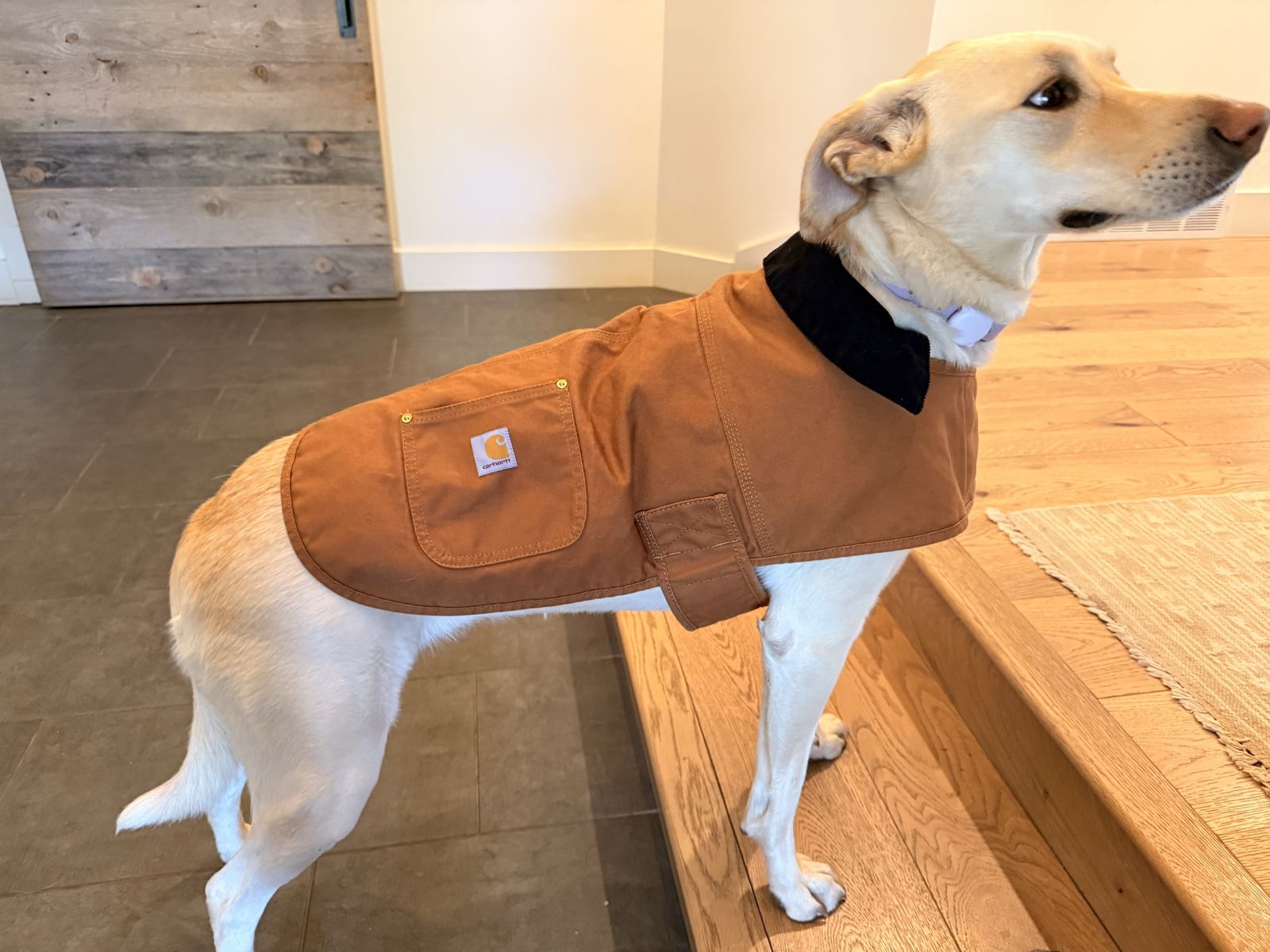Carhartt dog coat