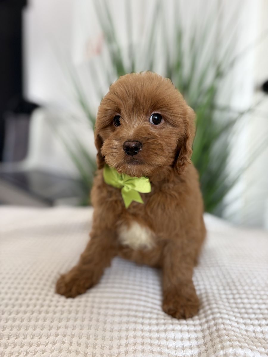 F1 Mini Goldendoodle puppy