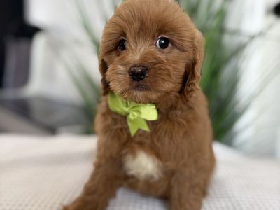 F1 Mini Goldendoodle puppy