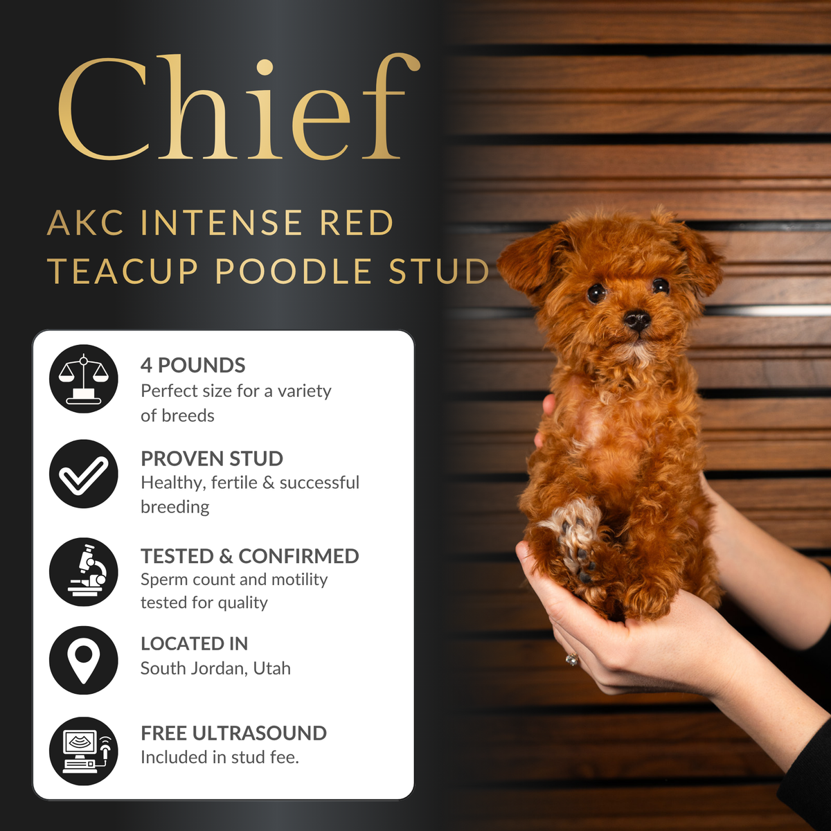 AKC Teacup Red Poodle Stud Service – 4.8 lbs – OFA and DNA Health Tested – Teddy Bear Puppies