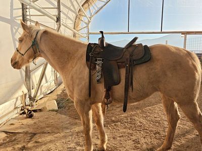 6 Yr Old Palomino Paint Grade Mare