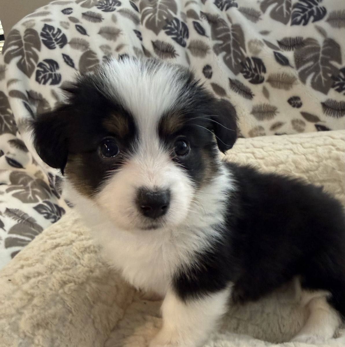 AKC Fluffy Corgi Puppies