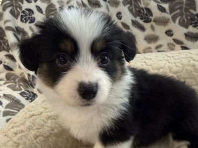 AKC Fluffy Corgi Puppies