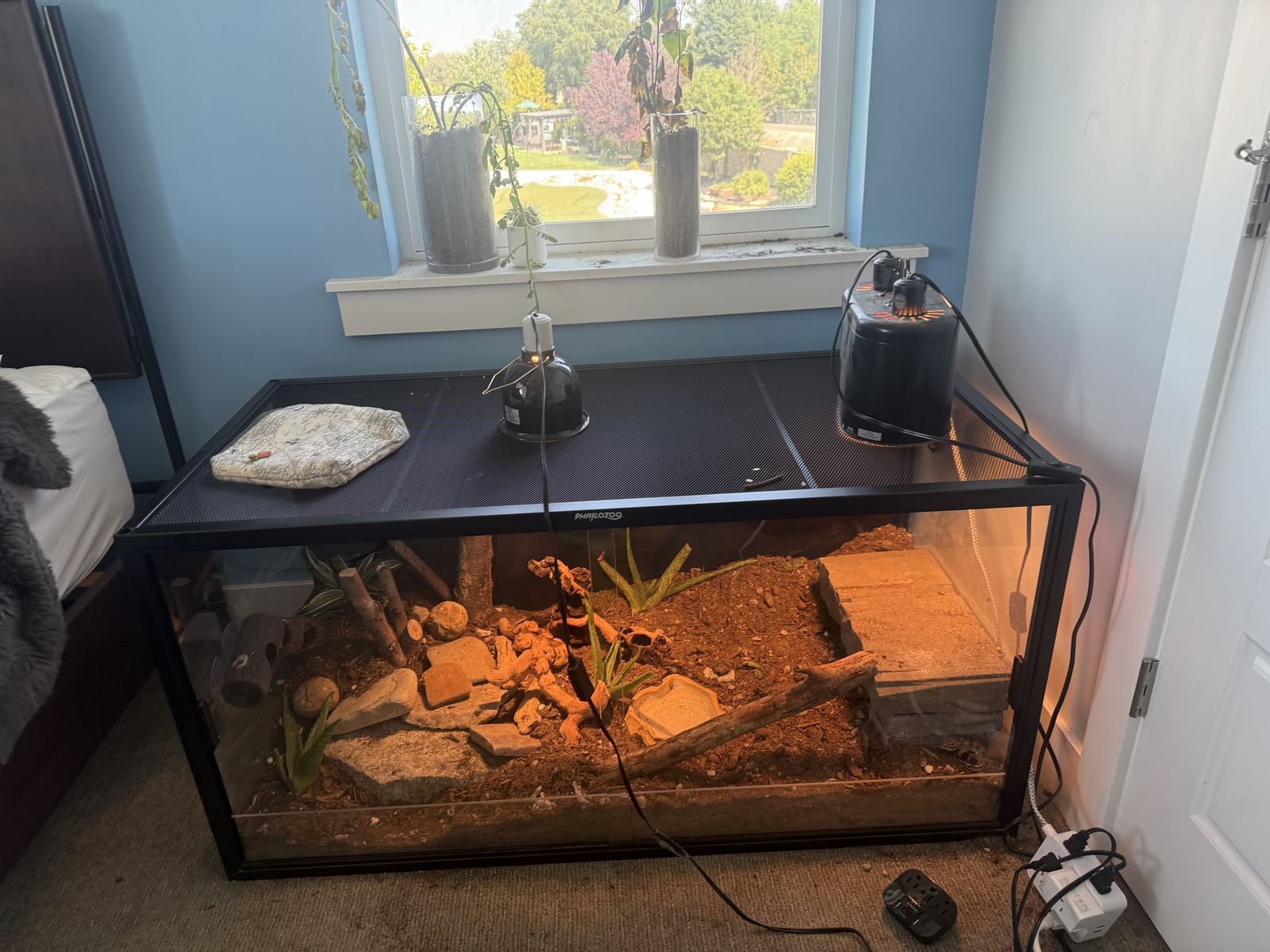 Large Glass Terrarium for Reptiles/Amphibians (120 gallon) and Leopard Gecko (6 mos. Gender unknown)