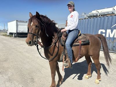 9 Year Old Morgan Gelding – Mountain & Pack Horse