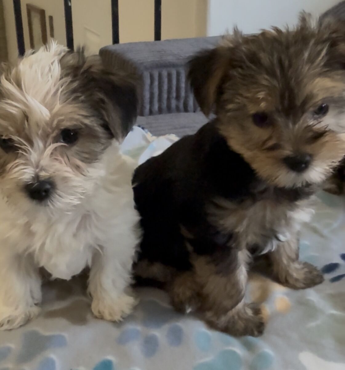 Purebred Yorkie pups!