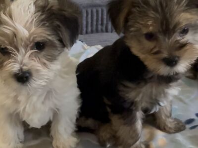 Purebred Yorkie pups!