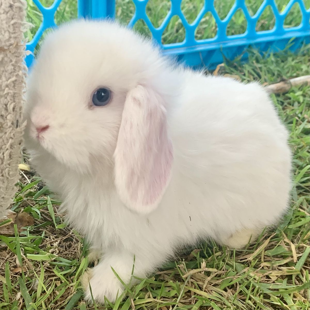 Darling Holland Lop Baby Bunnies Ready To Reserve
