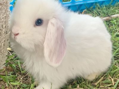 Darling Holland Lop Baby Bunnies! Bunny