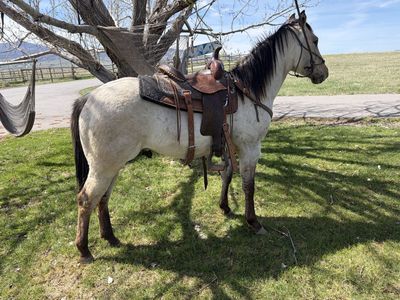 AQHA Grullo Stud Colt 2 Years