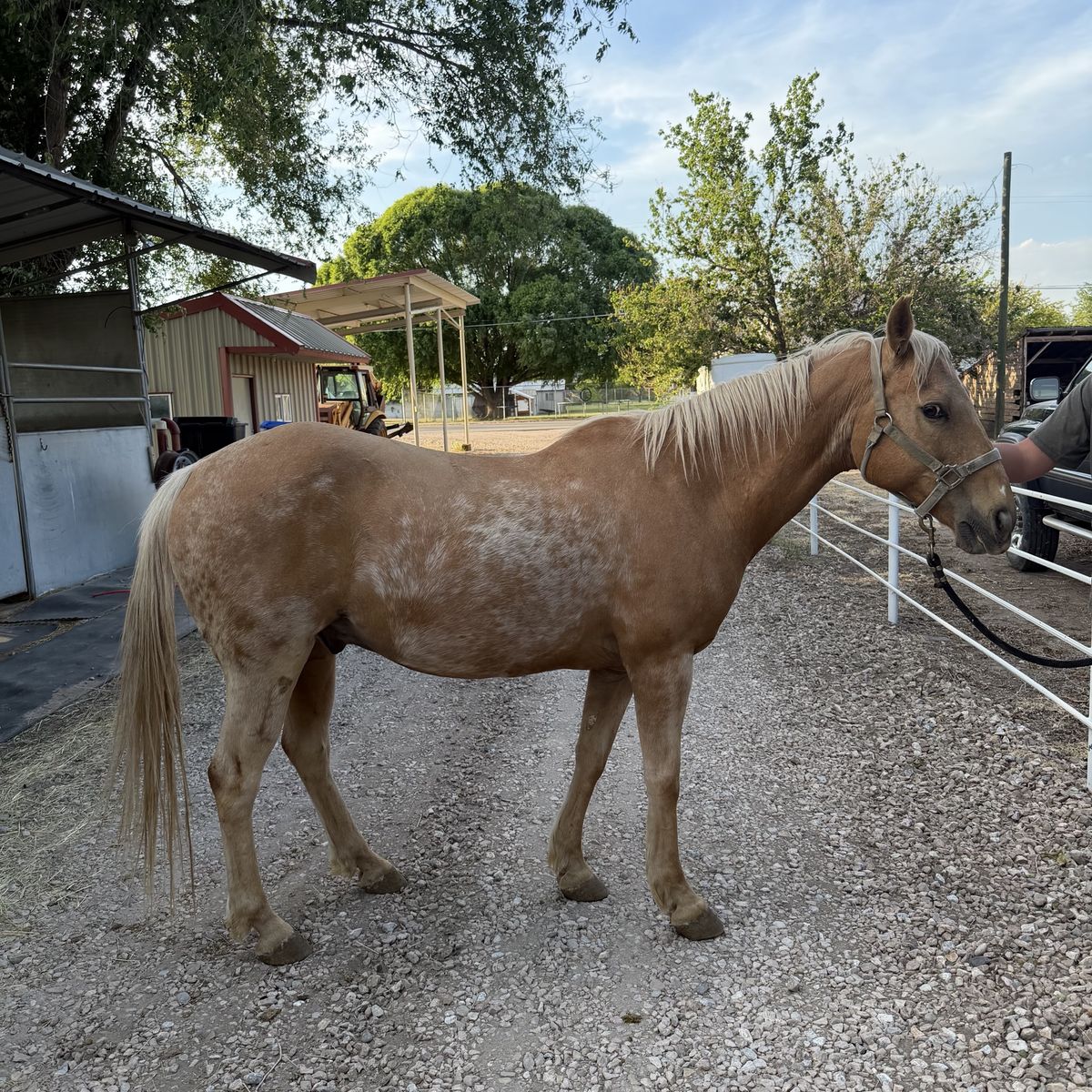 Palomino Gelding