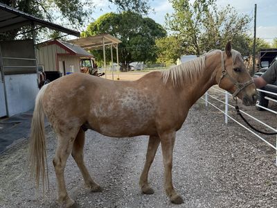 Palomino Gelding