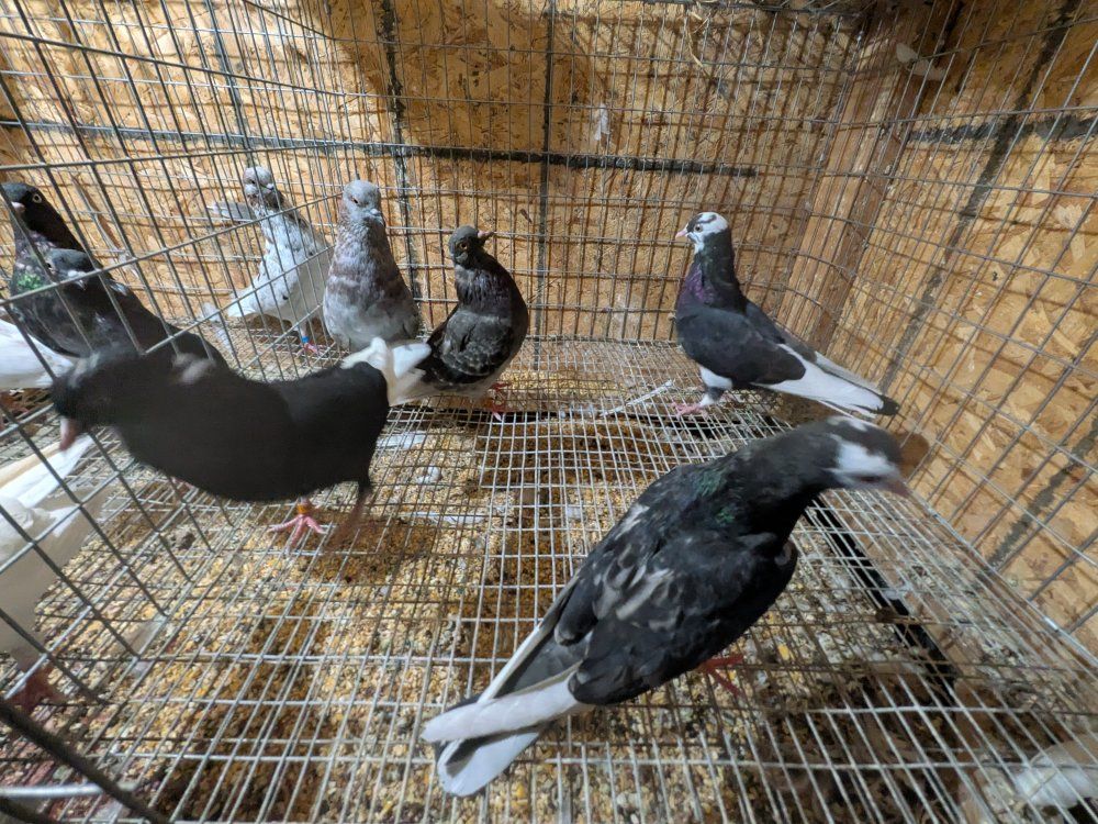 roller pigeons 