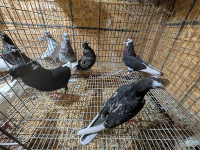 roller pigeons