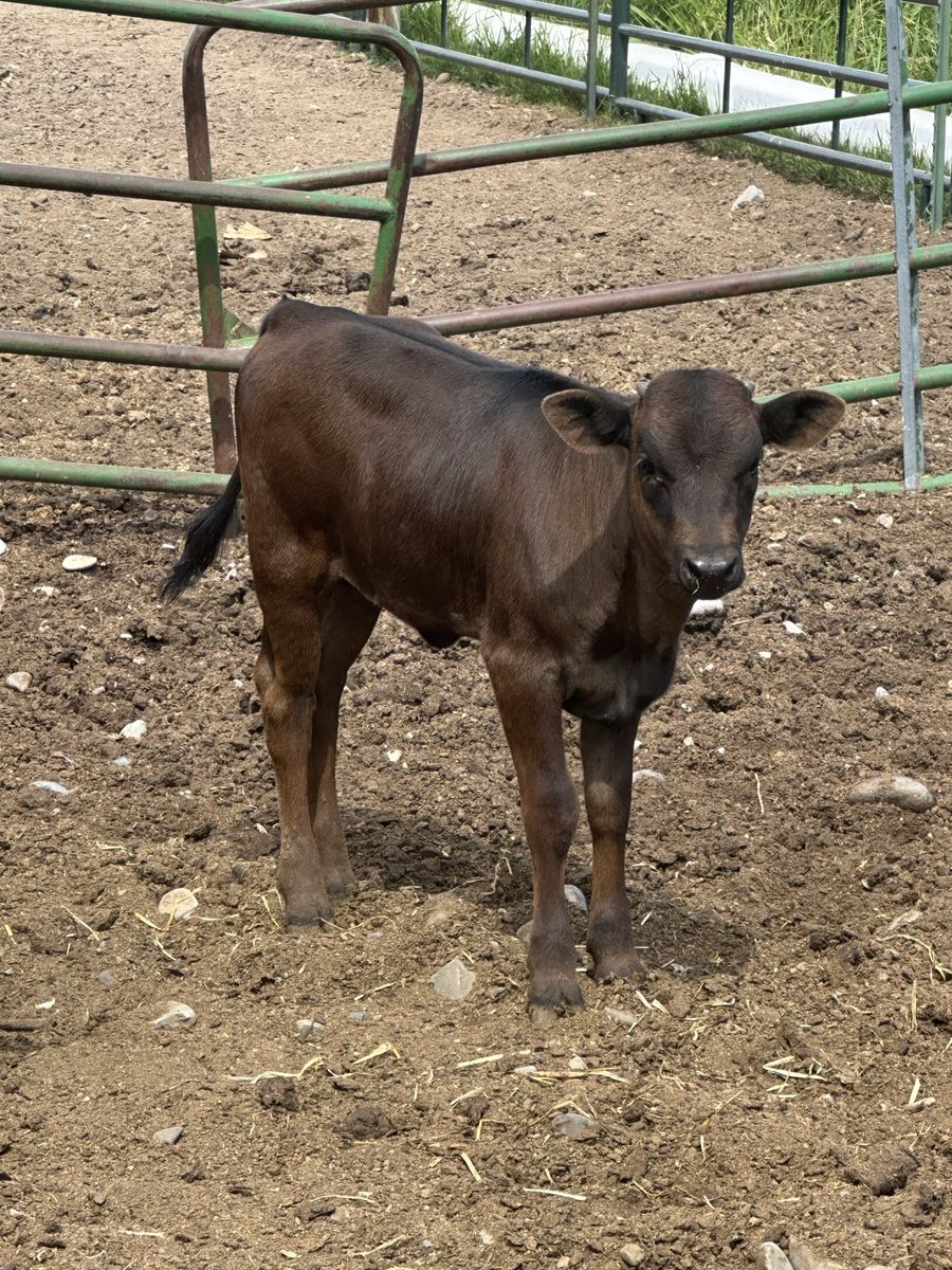 Healthy Young Corriente Calf for Sale