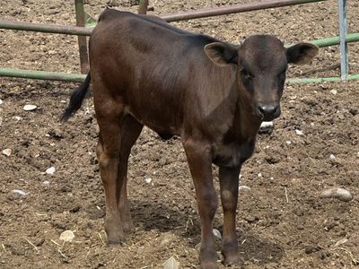 Healthy Young Corriente Calf for Sale
