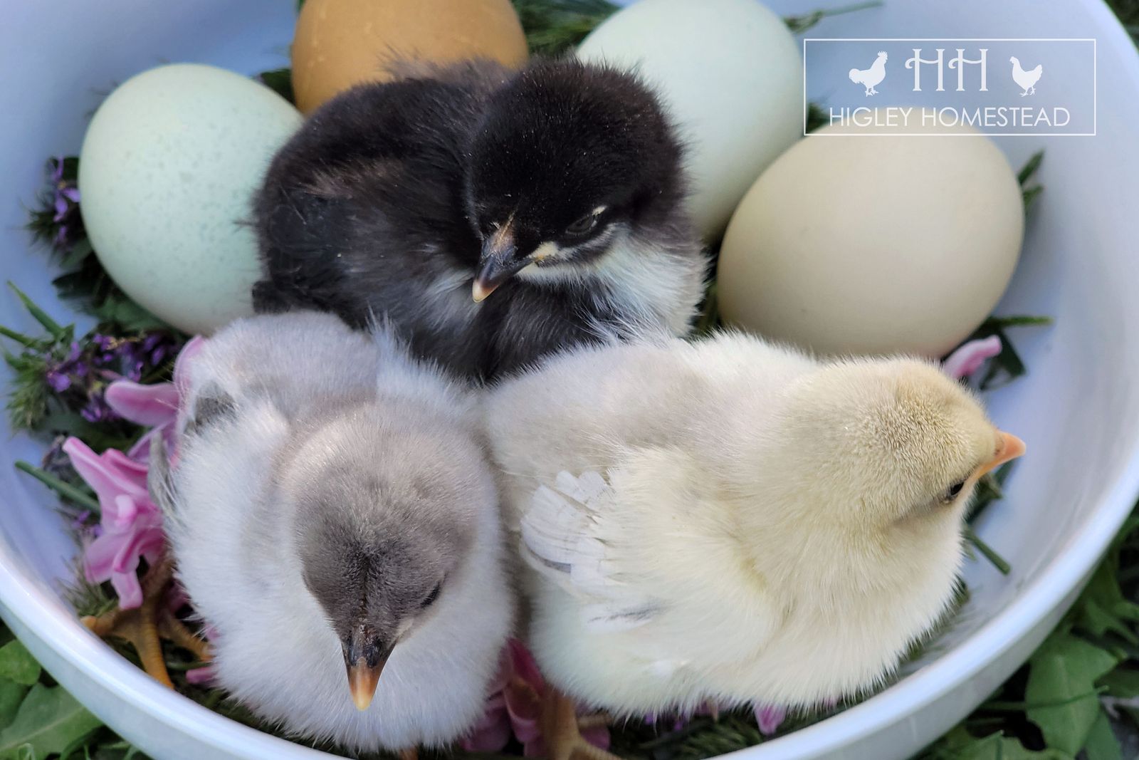Easter Basket Chick Bundle! - Spring Sale