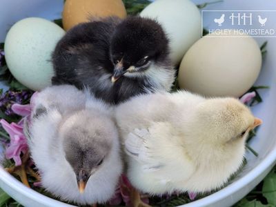 Easter Basket Chick Bundle! - Spring Sale